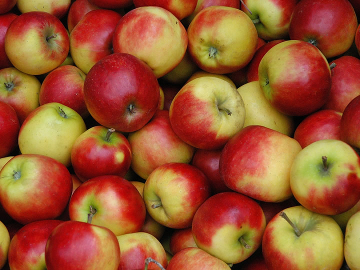 Fruitseizoen