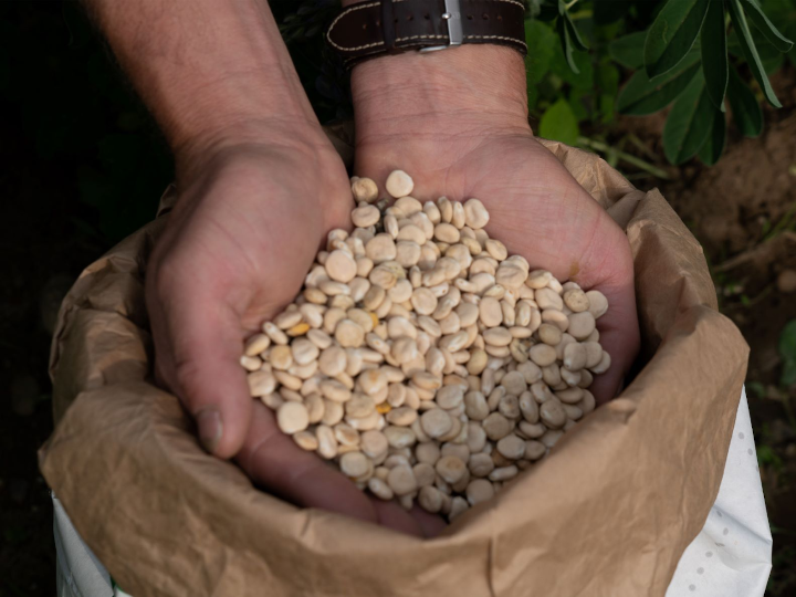 Lekker Lupine