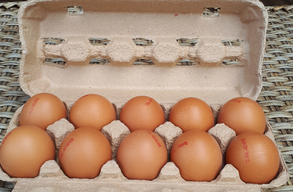 eier