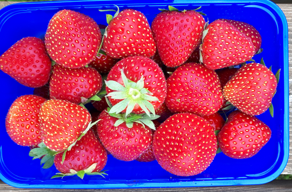 aardbeien